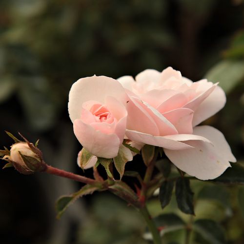 Rosa Sümeg - roz - Trandafir copac cu trunchi înalt - cu flori în buchet - coroană tufiș